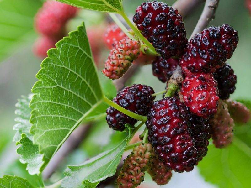 Шелковица купить саженцы из питомнике в Железногорске