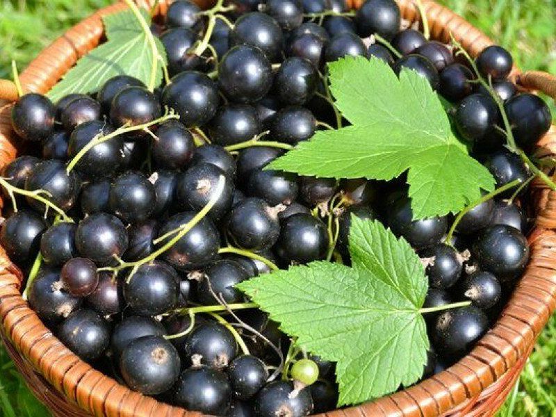 Смородина купить саженцы из питомника в Железногорске