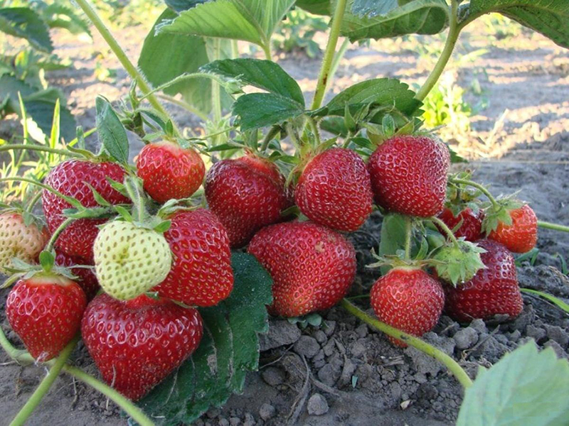 Клубника купить саженцы из питомника в Железногорске