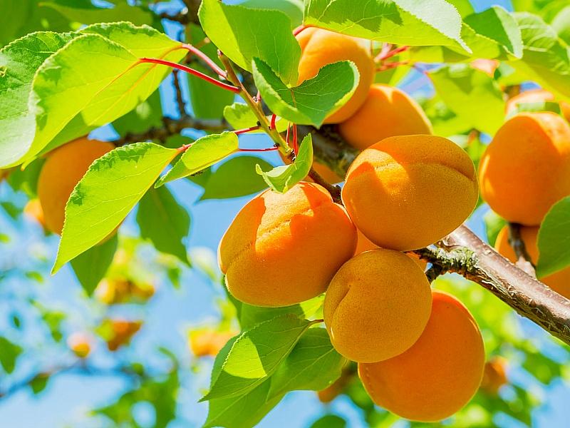 Абрикос купить саженцы из питомнике в Железногорске