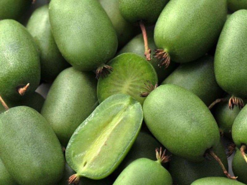 Актинидия купить саженцы из питомнике в Железногорске
